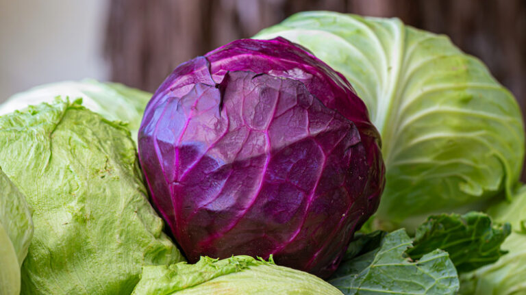 cabbage soup for weight loss